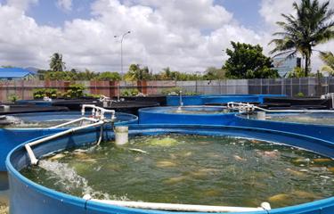 El sector de la acuicultura de Trinidad y Tobago lucha para vencer la tendencia regional