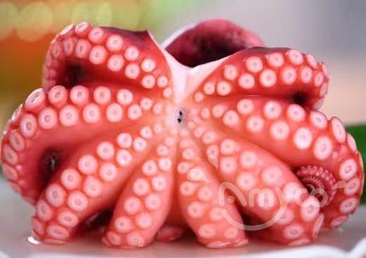 Frozen Cooked Octopus-Matako - 翻译中...