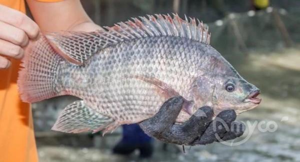 ¿Qué tan popular es el pescado tilapia?